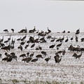 Sandhill Cranes in a field 1 - Cathy Cocks